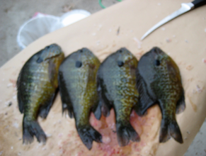 Bluegill caught Charter fishing with DownDay Charters