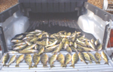 Perch caught fishing with DownDay Charters